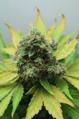 Northern Lights plant n°3