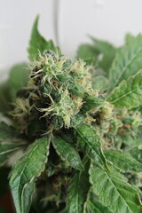 Northen Lights plant n°2 apex le plus haut