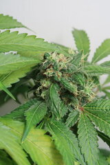 Northern Lights plant n°2 sommet du petit apex