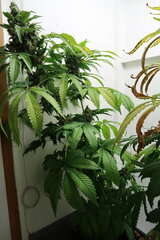 Northern Lights plant n°2