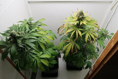 Northern Lights