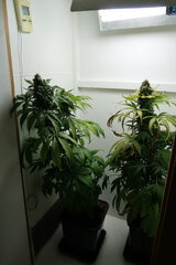 Northern Lights de chez Sensi Seeds
