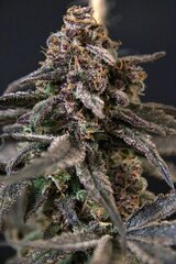 Bud TC1 fem F2 #2