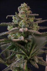 Bud TC1 fem F1