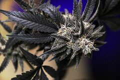 TC1 fem F1 bud