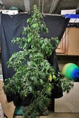 Tangie ghost