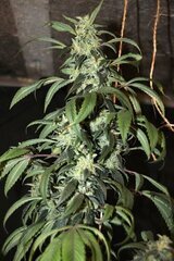 Grosse tête Tangie ghost