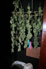Tangie ghost qui sèche !