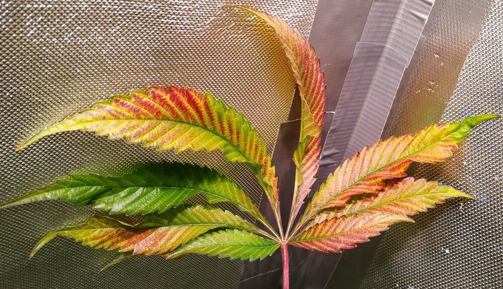 The feuille - Purple queen2024.jpg