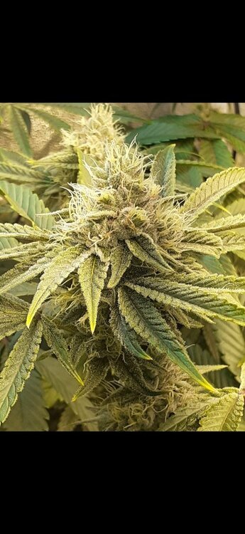 Screenshot_20260206-150644_Gallery.jpg