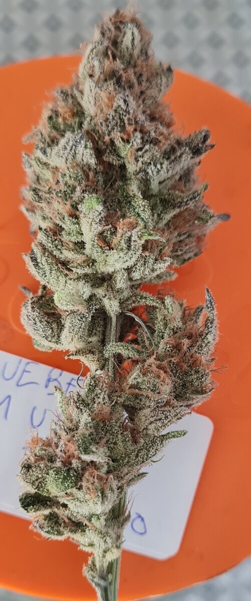 large.1025263881_Blueberrymuffinbud2.jpg.9fc04ea43f069eeb5d868cce652378fb.jpg