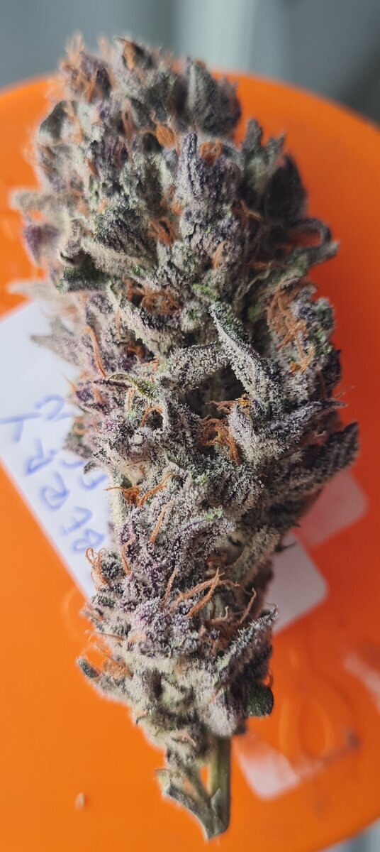 large.1652573061_Blueberrymuffinbud.jpg.8973c099c563c09e7872c99934451ad6.jpg