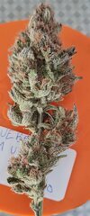 Blueberry muffin bud2.jpg