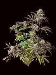 k6 Runthz breed by L.S.D.R