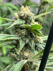 Nepcbd f #27 3.jpg