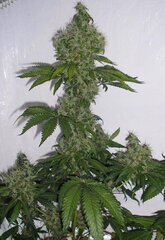 nepal indica  .jpg