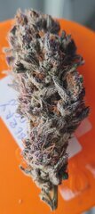 Blueberry muffin bud.jpg