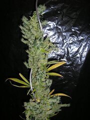 haze A5 .jpg