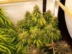 F +54 KOSHER KUSH