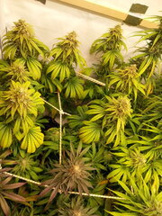 F +54 JACK EL FRUTERO