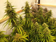 F +54 HAZE X KALI CHINA