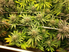 F +54 FROSTY'S LEMON PIE