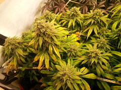 F+ 59 KOSHER KUSH