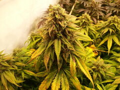 F+ 59 KOSHER KUSH