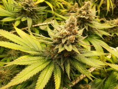 F+ 59 FROSTY'S LEMON PIE