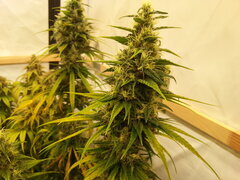 F+ 59 HAZE X KALI CHINA