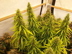 F+ 59 GOLDEN TIGER 3RD VERSION