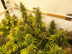 F+ 59 HAZE X KALI CHINA