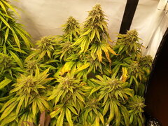 F+ 59 KOSHER KUSH
