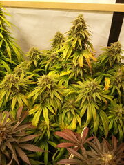 F+ 59 KOSHER KUSH