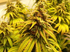 F+ 59 JACK EL FRUTERO