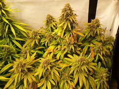 FLO +64 KOSHER KUSH