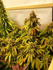 FLO +64 KOSHER KUSH