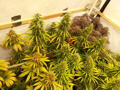 FLO +64 HAZE X KALI CHINA