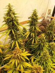 FLO +64 HAZE X KALI CHINA