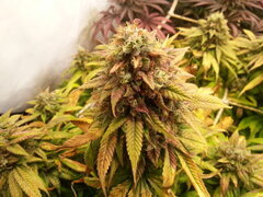 FLO +69 KOSHER KUSH