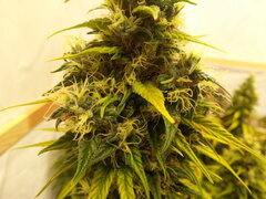FLO +69 HAZE X KALI CHINA