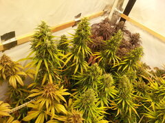 FLO +69 HAZE X KALI CHINA