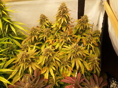 FLO +69 KOSHER KUSH
