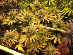 FLO +69 FROSTY'S LEMON PIE