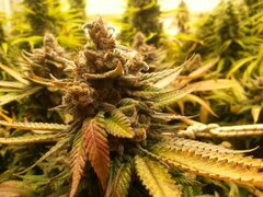 FLO +69 FROSTY'S LEMON PIE