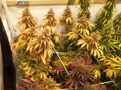 FLO +74 JACK EL FRUTERO