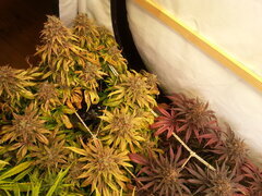 FLO +74 KOSHER KUSH
