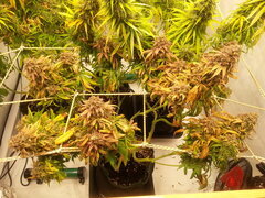 KOSHER KUSH 12/12 +80