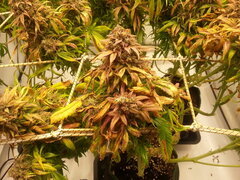 KOSHER KUSH 12/12 +80