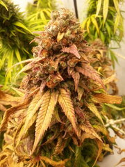 KOSHER KUSH 12/12 +80
